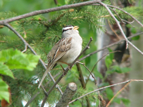 White-crowned Sparrow