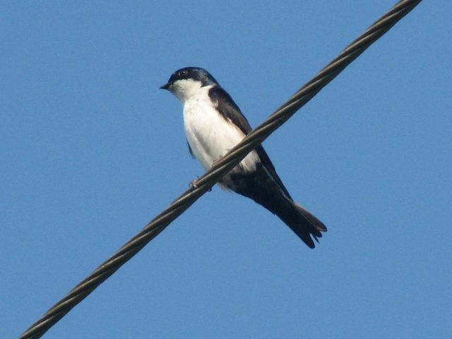 Blue And White Swallow 116