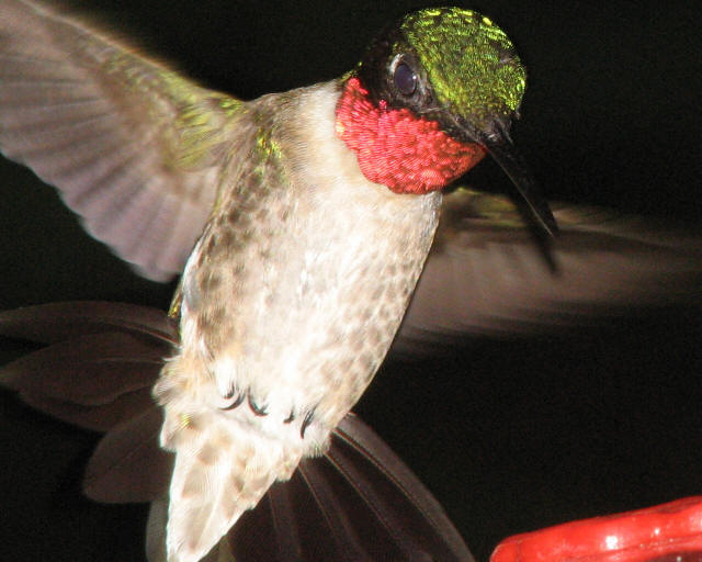 Ruby-throated Hummingbird