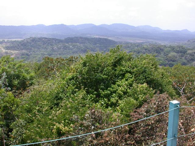 View from the Canopy Tower