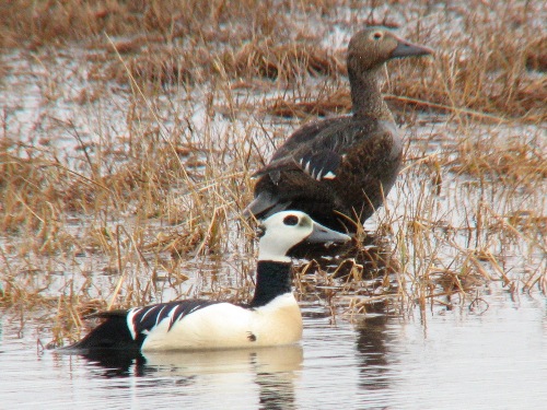 Steller's Eider, Barrow