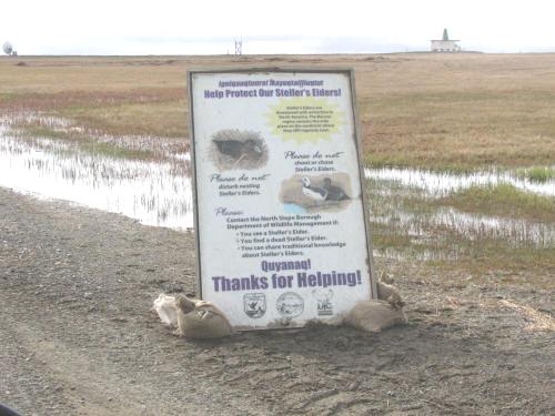 Steller's Eider sign, Barrow