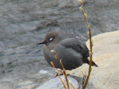 American Dipper