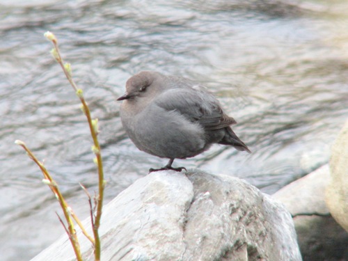 American Dipper, Nome