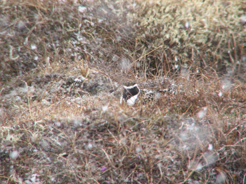 American Golden-Plover, Nome