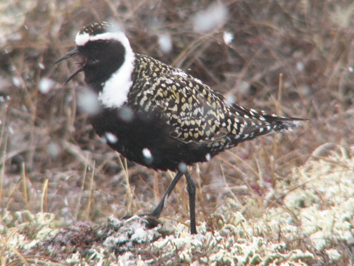 American Golden-Plover, Nome