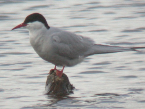 Arctic Tern