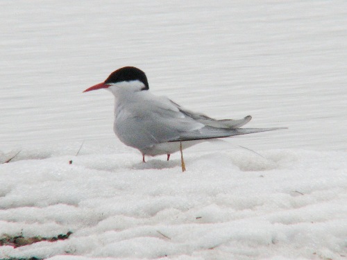 Arctic Tern, Barrow