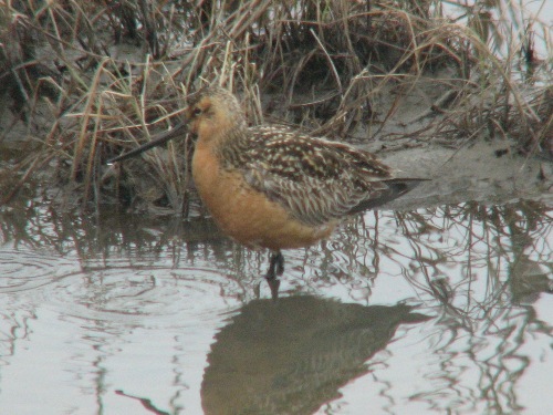 Bar-tailed Godwit, Nome