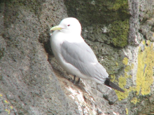 Black-legged Kittiwake