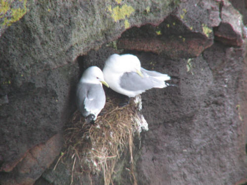 Black-legged Kittiwake, Pribilofs