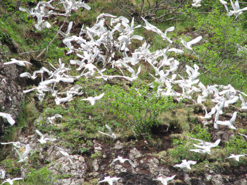 Black-legged Kittiwakes