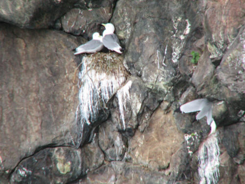 Black-legged Kittiwakes