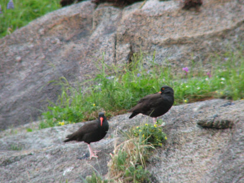 Black Oystercatcher