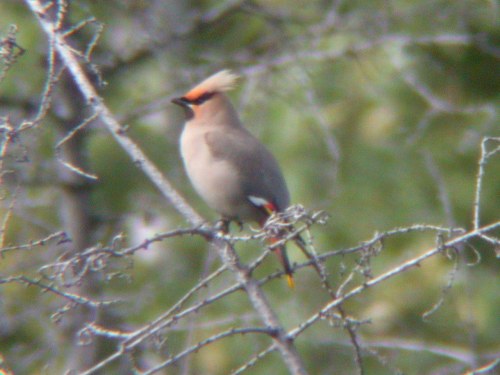 Bohemian Waxwing