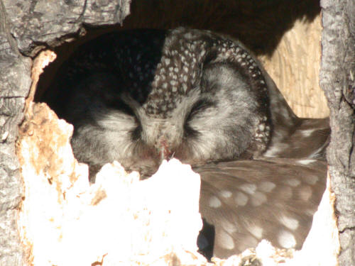 Boreal Owl