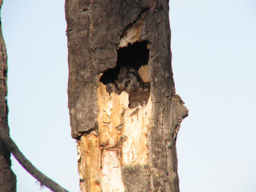 Boreal Owl