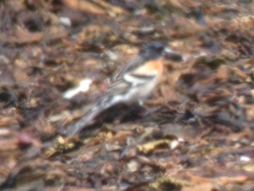 Brambling, Pribilofs