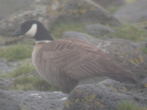 Cackling Goose, Aleutian subspecies, Pribilofs