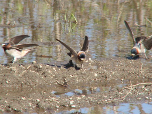 Cliff Swallow