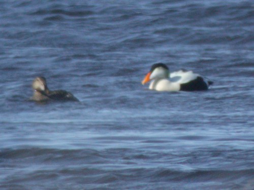 Common Eider, Nome