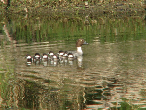 Common Goldeneye