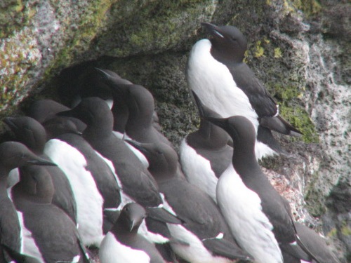 Common Murre, Pribilofs