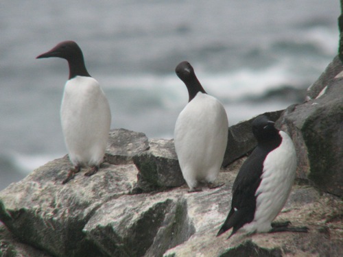 Common Murre, Pribilofs