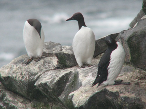 Common Murre, Pribilofs