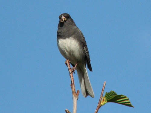 Dark-eyed Junco