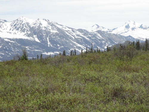 mountain scenery along the Denali Highway 