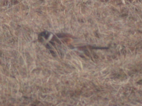 Dusky Thrush, Barrow