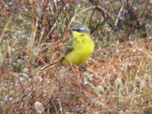 Eastern Yellow Wagtail, Nome
