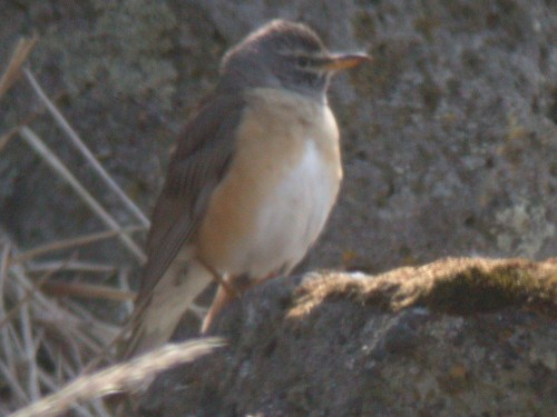 Eyebrowed Thrush, Pribilofs