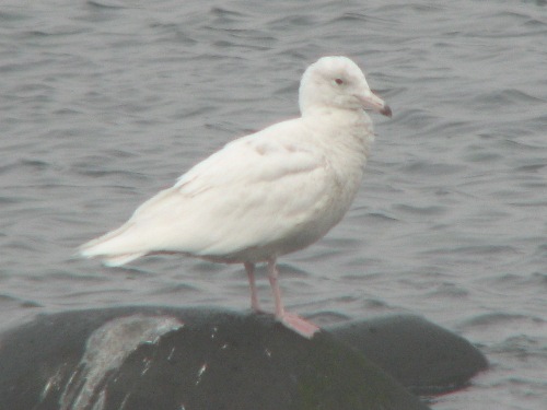 Immature Glaucous Gull, Pribilofs