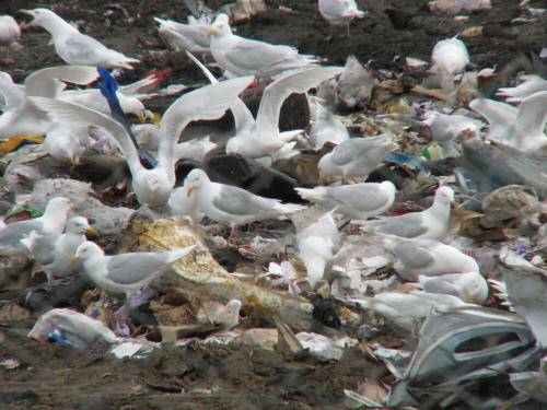 Glaucous Gull, Barrow