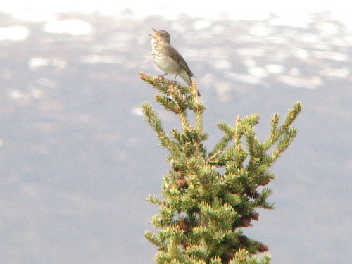 Gray-cheeked Thrush