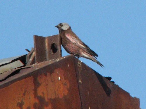 Gray-crowned Rosy-Finch