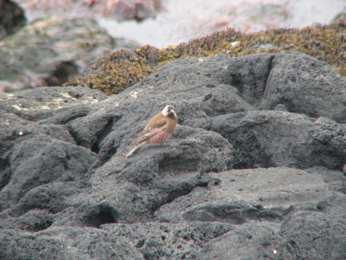 Gray-crowned Rosy-Finch, Pribilofs