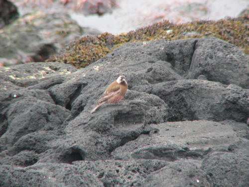 Gray-crowned Rosy-Finch, Pribilofs