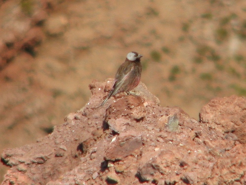 Gray-crowned Rosy-Finch, Pribilofs