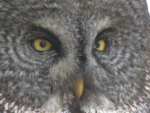 Great Gray Owl