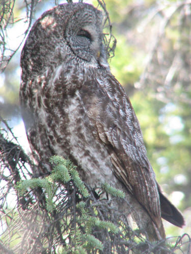 Great Gray Owl