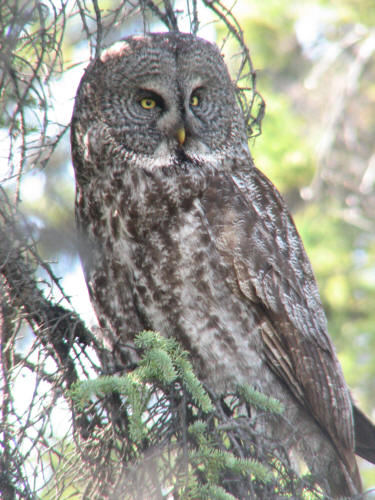 Great Gray Owl