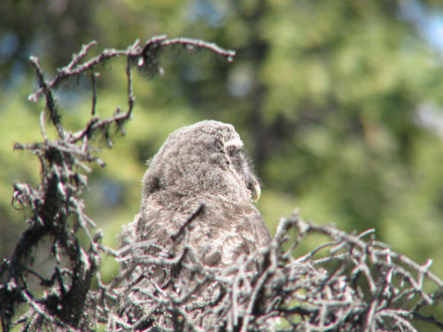 Great Gray Owl