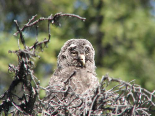 Great Gray Owl