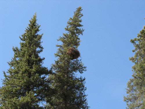 Great Gray Owl