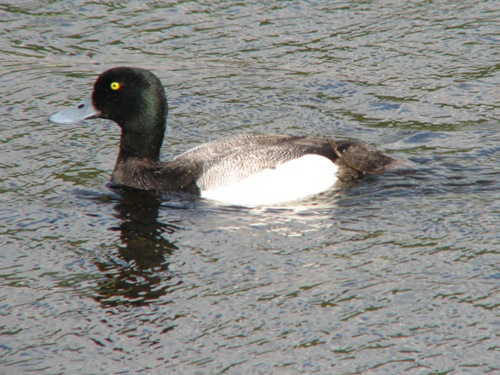 Greater Scaup