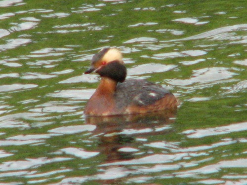 Horned Grebe