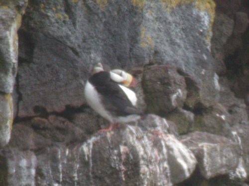 Horned Puffin, Pribilofs